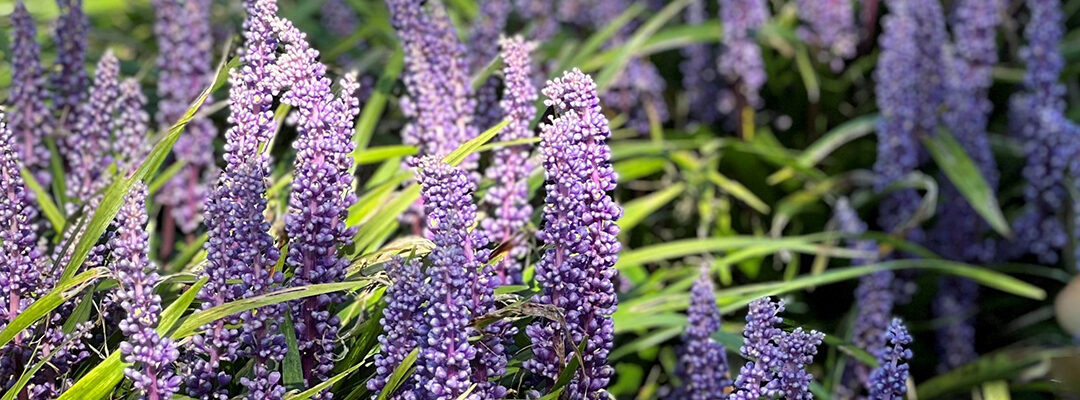 Planten augustus